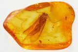 Detailed Fossil Caddisfly (Trichoptera) In Baltic Amber #357891-1